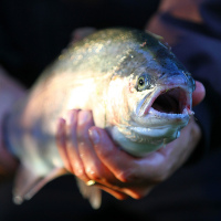 Fiskepaket grupp